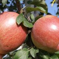 Саженец Яблоня Фуджи Фубракс